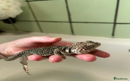 Lizard reptiles for sale: 3 beautiful collared lizards  with cage  - Image 6