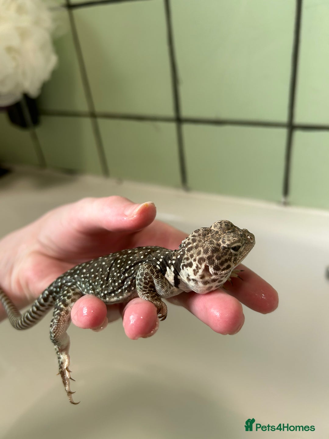 Lizard reptiles for sale: 3 beautiful collared lizards  with cage  - Image 6