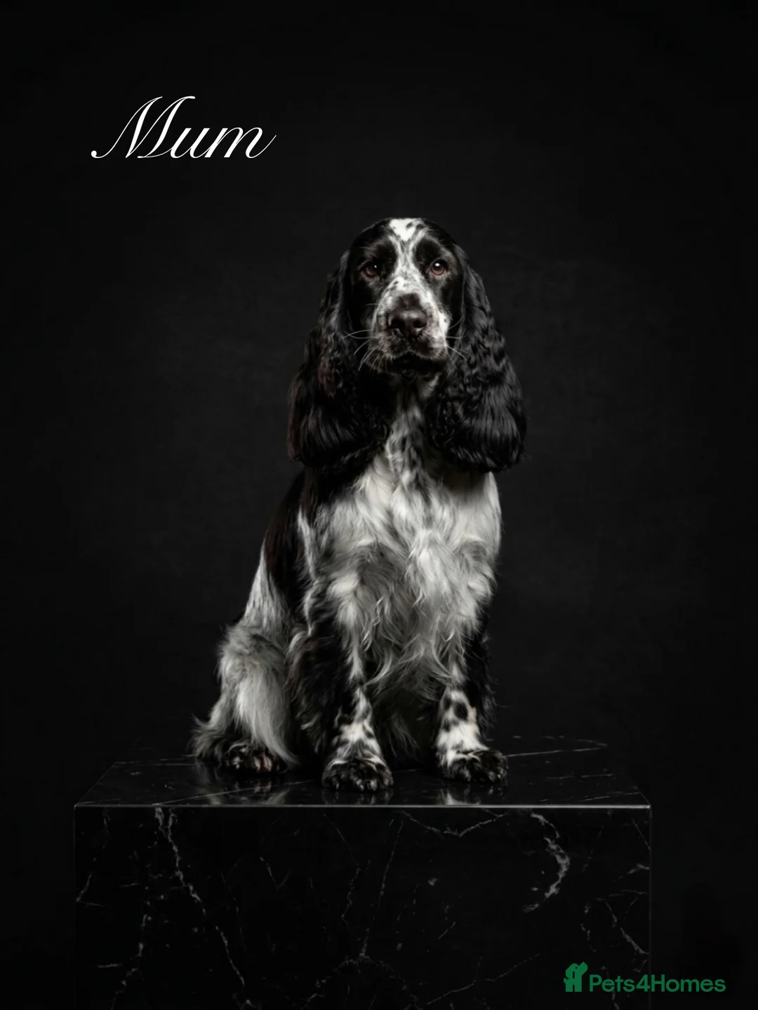Cockapoo dogs for sale: Outstanding F1 show type miniature cockapoos - Advert 1