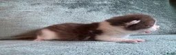 British Shorthair cats for sale: British Shorthair Kittens  - Advert 12