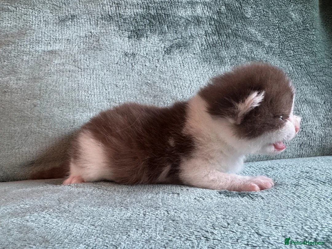 British Shorthair cats for sale: One BSH & One BLH Kittens  - Advert 14