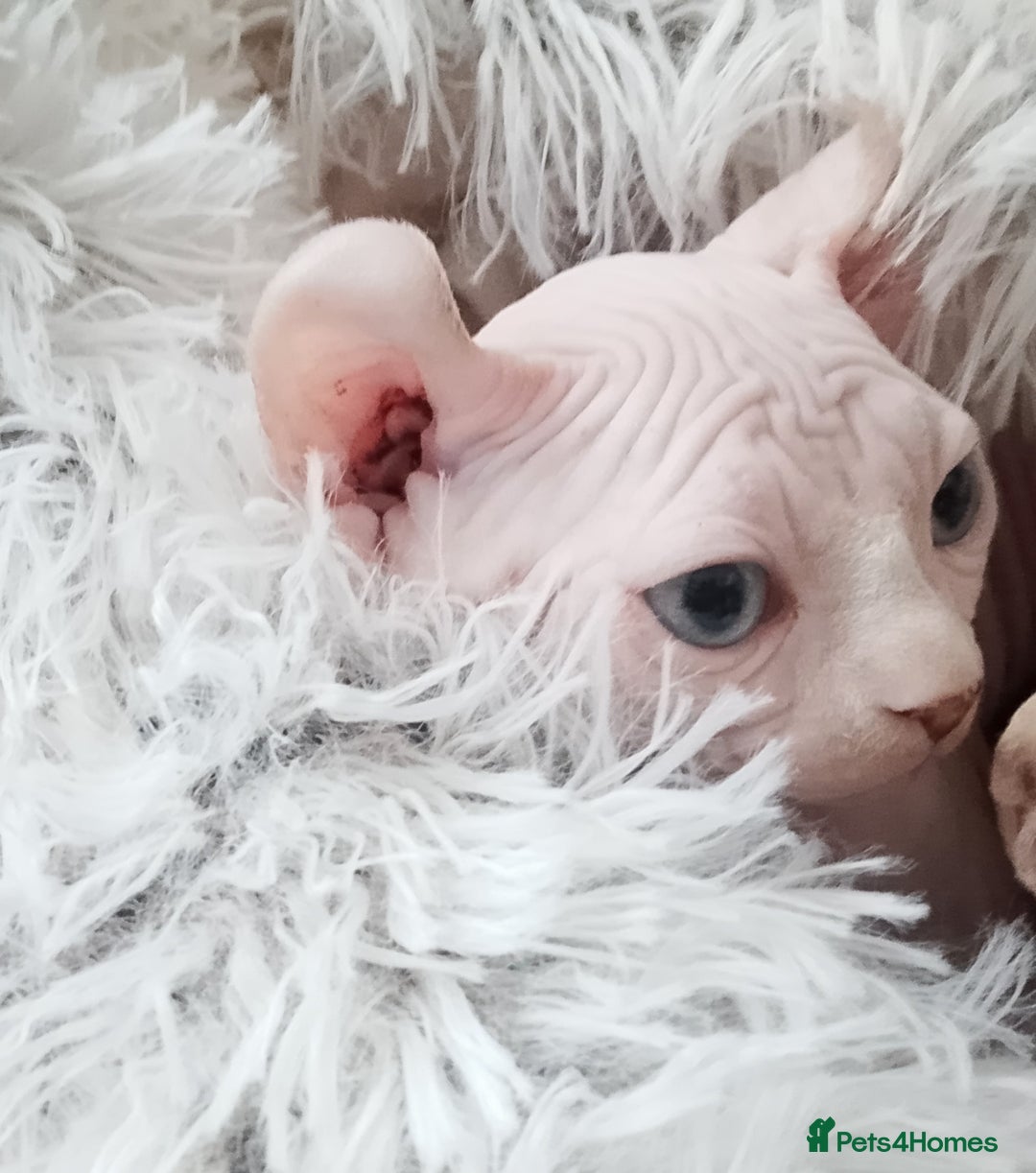 Sphynx cats for sale: Beautiful Sphinx available  - Image 12