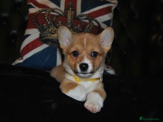 Welsh Corgi Pembroke dogs 3 Beautiful girls left don’t miss out! - Advert 2