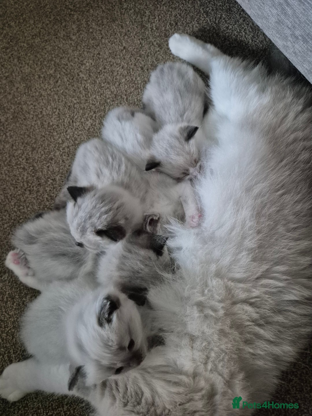 Ragdoll cats for sale: Pedigree Ragdoll Kittens  - Image 6