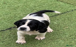 English Springer Spaniel dogs for sale: Kc reg  dna tested springer spaniels  - Image 1