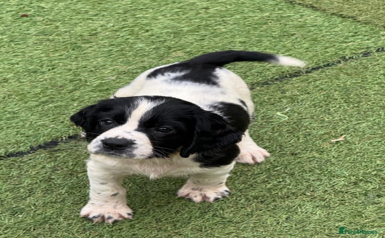English Springer Spaniel dogs - Advert 1