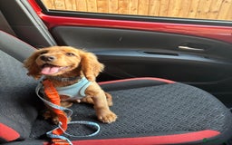 Cocker Spaniel dogs for sale: 14 Week Old Cocker Spaniel Puppy - Image 5