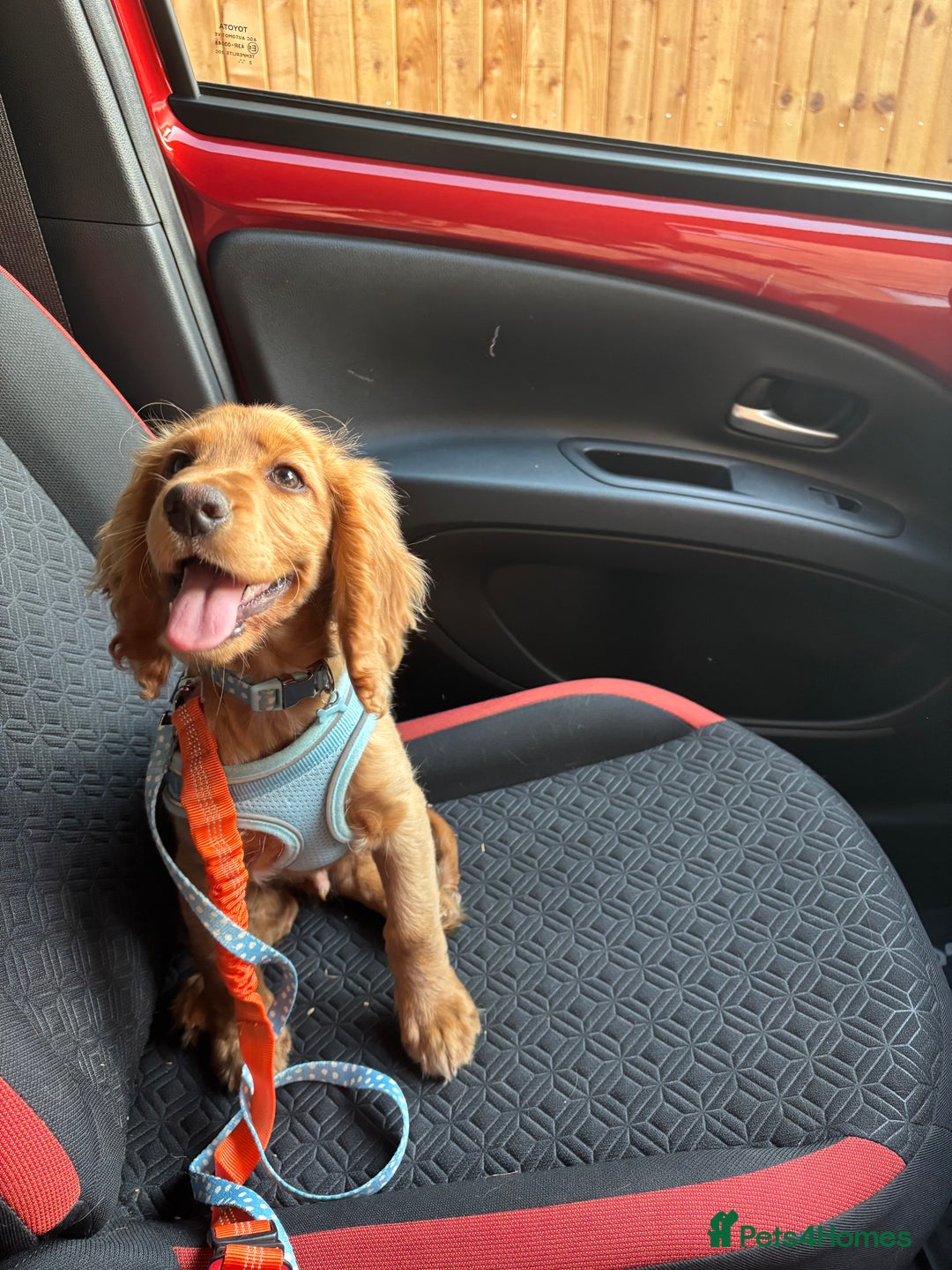 Cocker Spaniel dogs for sale: 14 Week Old Cocker Spaniel Puppy - Image 5