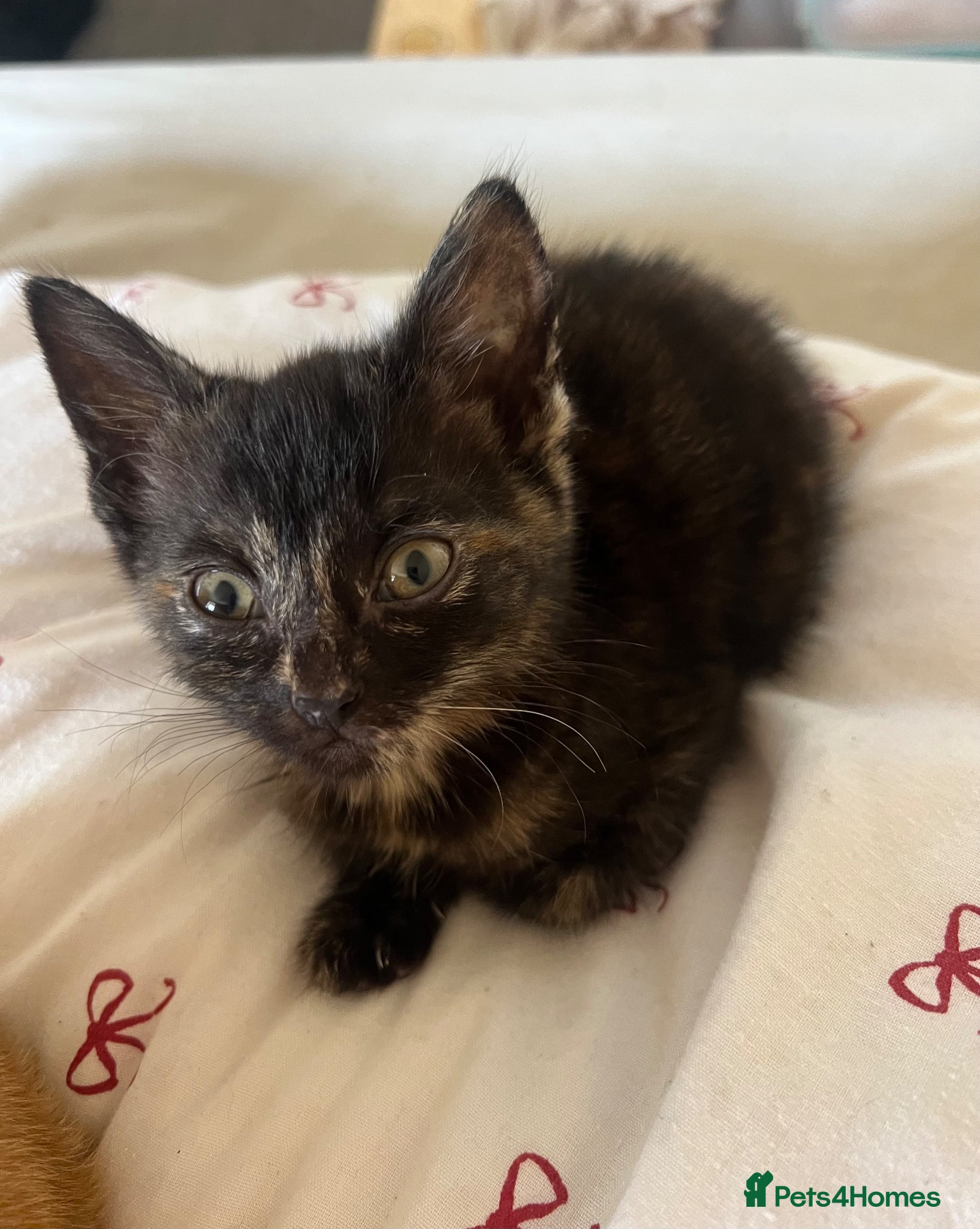 Mixed Breed cats 3 female kittens ready now  - Advert 2