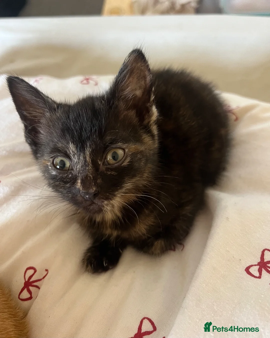 Mixed Breed cats for sale: 3 female kittens ready now  - Advert 1