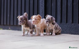 French Bulldog dogs for sale: Fluffy frenchies  - Image 12