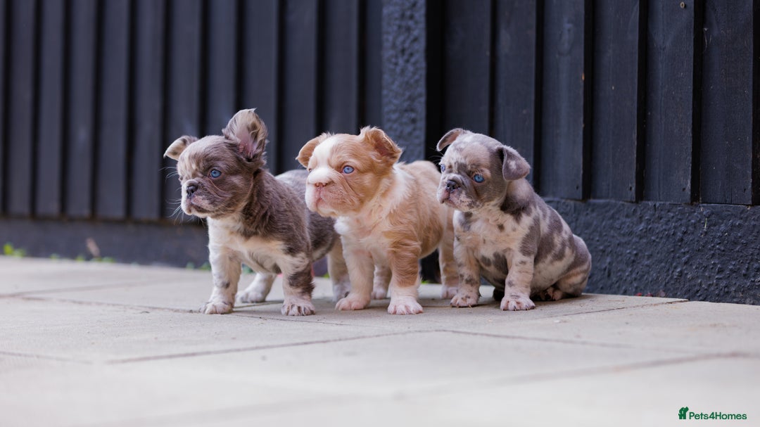 French Bulldog dogs for sale: Fluffy frenchies  - Image 12