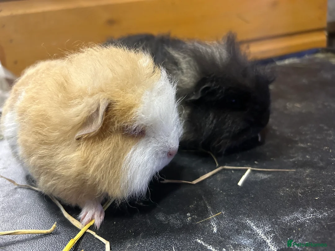Guinea Pig rodents for sale: Swiss baby Guinea pigs  - Advert 1