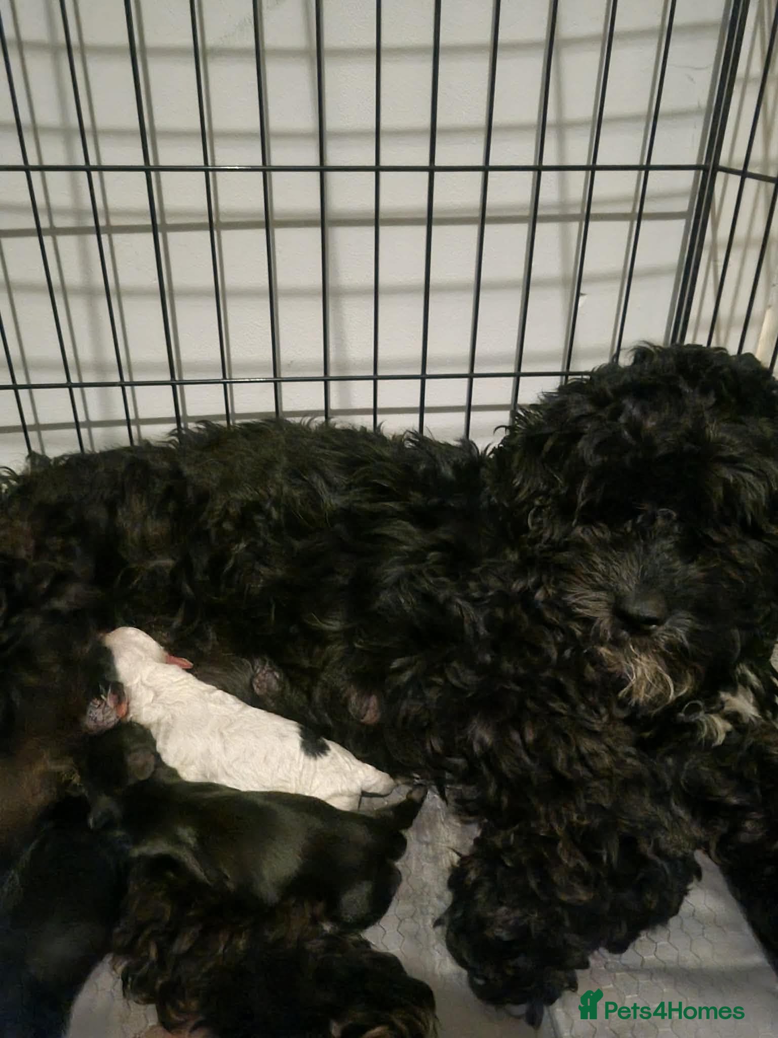 Cockapoo dogs Cockerpoo puppies - Advert 2