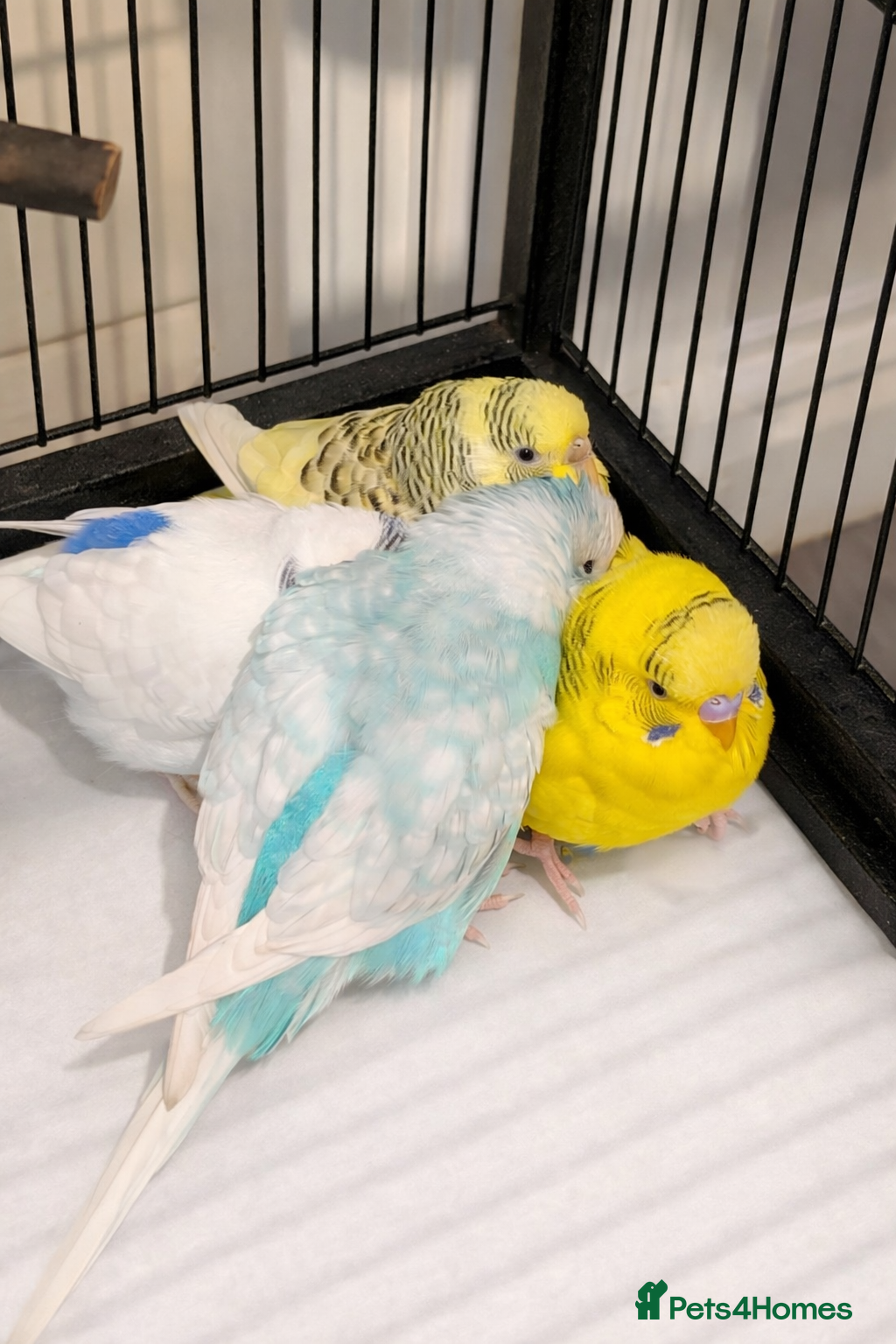 Budgerigars birds 4 Young Budgies (2 Male, 2 Female) with Full Setup - Advert 1