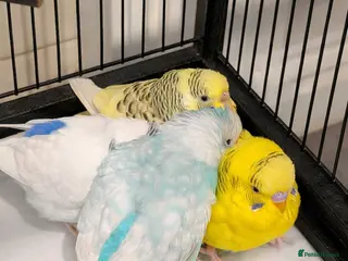 Budgerigars birds 4 Young Budgies (2 Male, 2 Female) with Full Setup - Advert 1