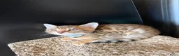 Bengal cats for sale: 🐾 Purebred Bengal Kittens for Sale 🐾 - Advert 5