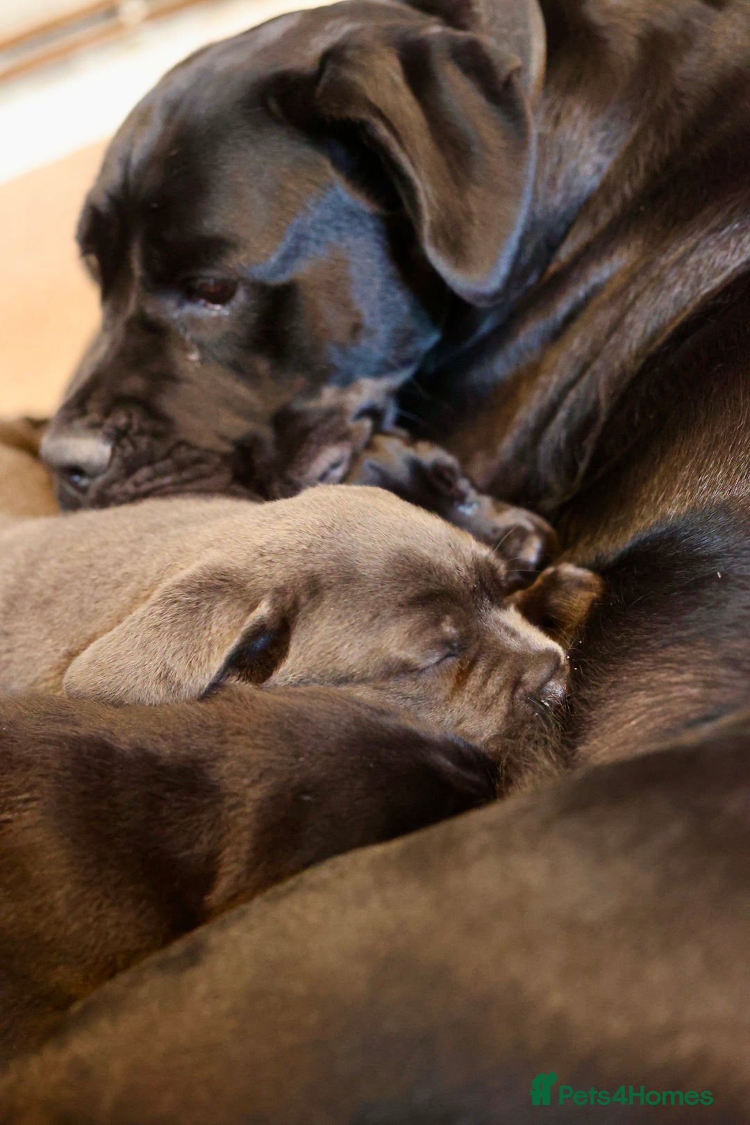Cane Corso dogs for sale: Champion Lines Cane Corso puppies for sale - Image 15