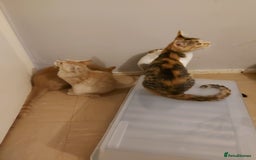 Maine Coon cats for sale: Maine coon x sphynx kittens - Image 14