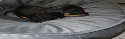 Miniature Dachshund dogs for sale: 5 Miniature Dachshund Puppies - Advert 16