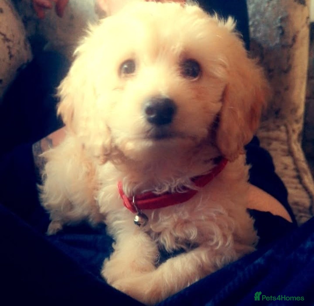 Cockapoo dogs for sale: Cockerpoo female  - Image 1