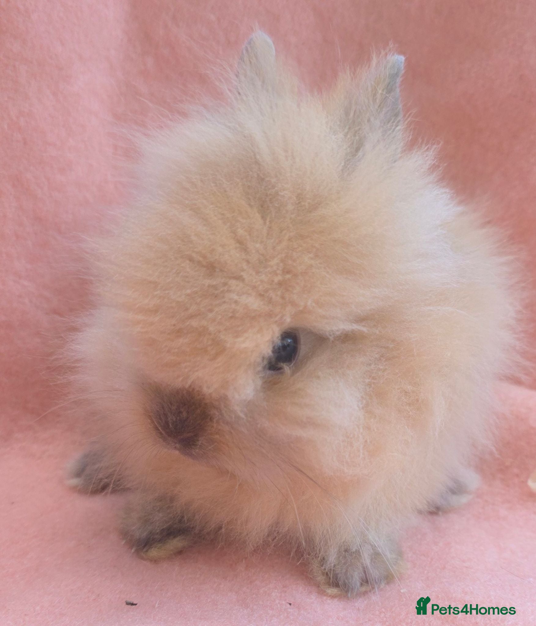 Lionhead rabbits Lion head kits. Netherland dwarf kits + mini rex. - Advert 18