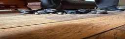 Border Terrier dogs for sale: Border Terrier puppy for new home - Advert 26