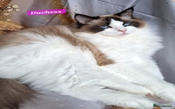 Ragdoll cats for sale: Exceptional bloodlines Ragdolls 💞💞 - Image 22