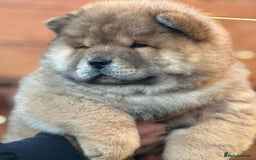 Chow Chow dogs for sale: Kc Registered Chow Chow Pups - Image 16