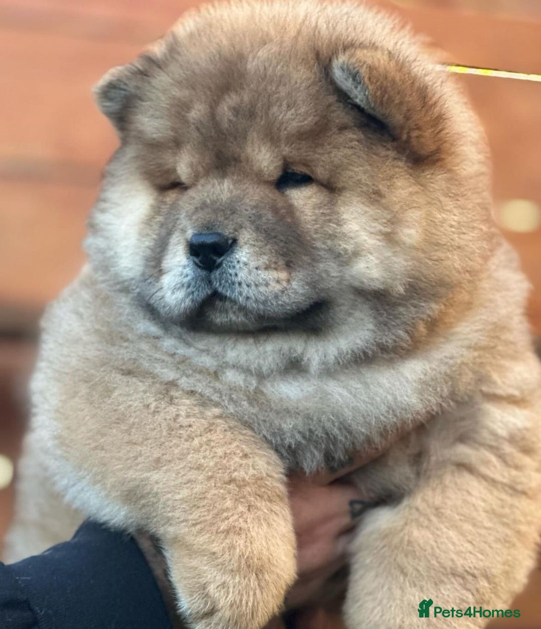 Chow Chow dogs for sale: Kc Registered Chow Chow Pups - Image 16