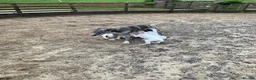 Lurcher dogs for sale: Lurcher pups forsale  in Brecon - Advert 1