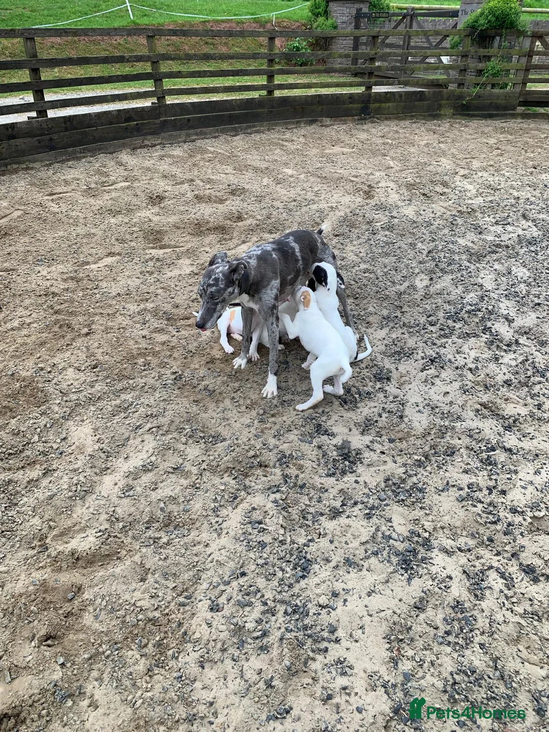 Lurcher dogs for sale: Lurcher pups forsale  in Brecon - Advert 1