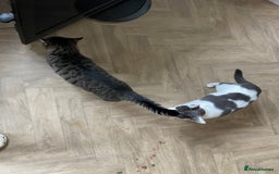 Mixed Breed cats for sale: 2 sisters cats - Image 1