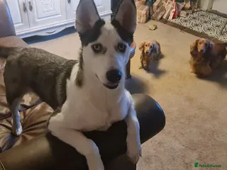 Siberian Husky dogs Siberian Husky female - Advert 4