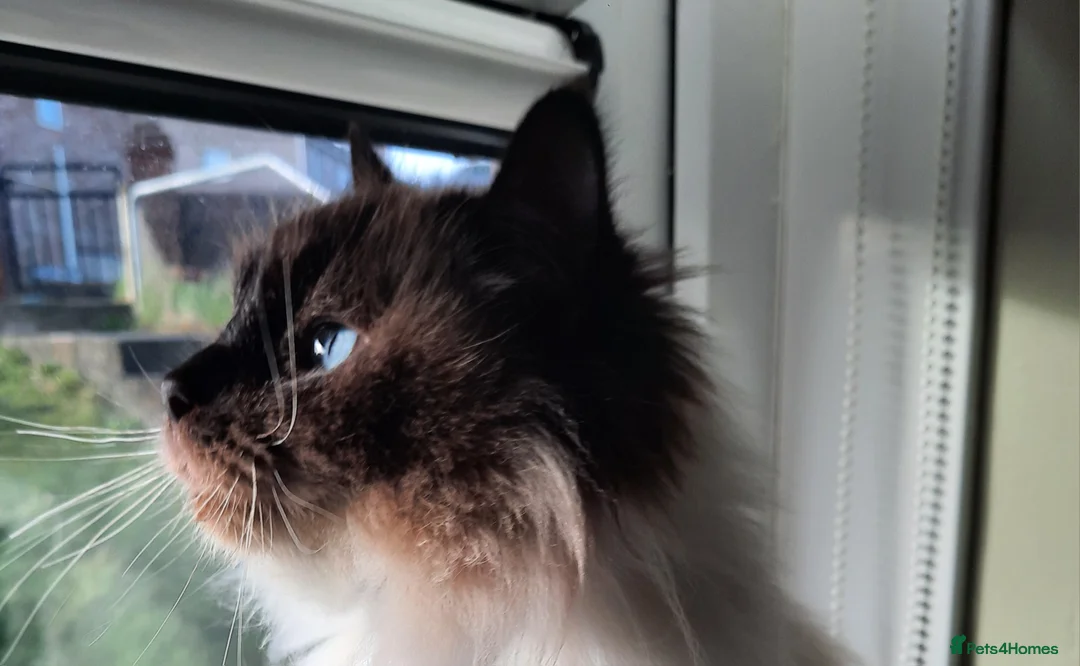 Ragdoll cats for sale: Beautiful Ragdoll Kittens in Swansea - Advert 1