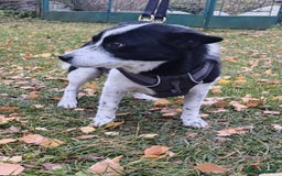 Mixed Breed dogs for adoption: 💙🐶Bobby -3 yo small boy with spirit of lion💙🐶 - Advert 5