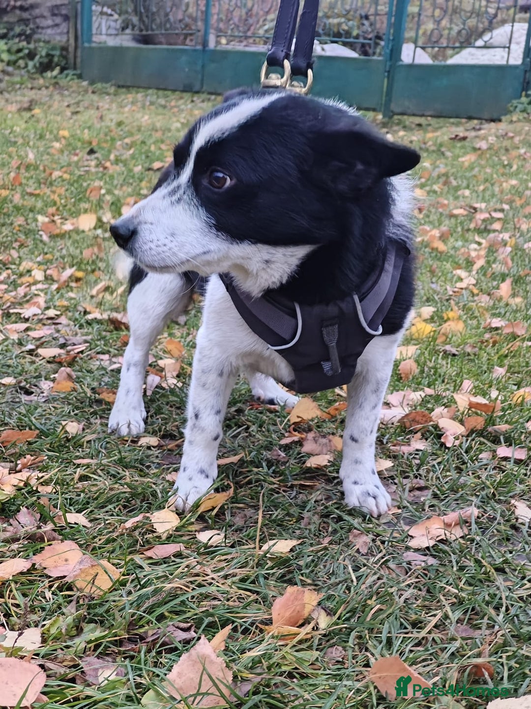 Mixed Breed dogs for adoption: 💙🐶Bobby -3 yo small boy with spirit of lion💙🐶 - Advert 5