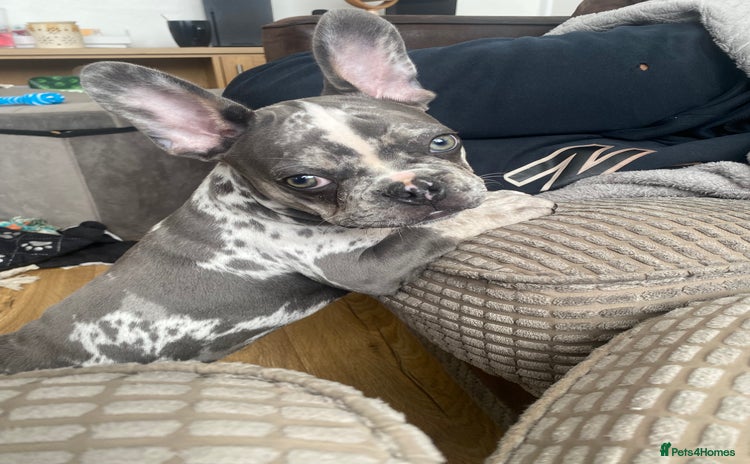 French Bulldog dogs - Advert 8