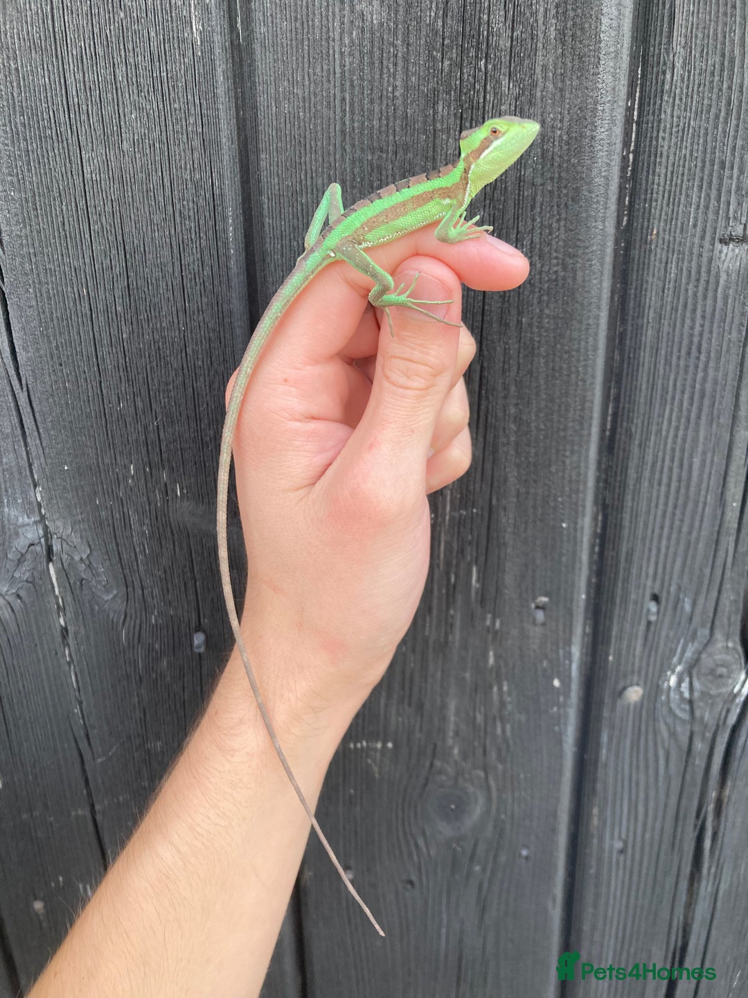 Iguana reptiles for sale: Eastern Casquehead & Hernandez’s Helmeted Iguanas - Image 2