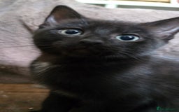 Ragdoll cats for sale: Beautiful black & white Ragdoll X kittens - Image 1