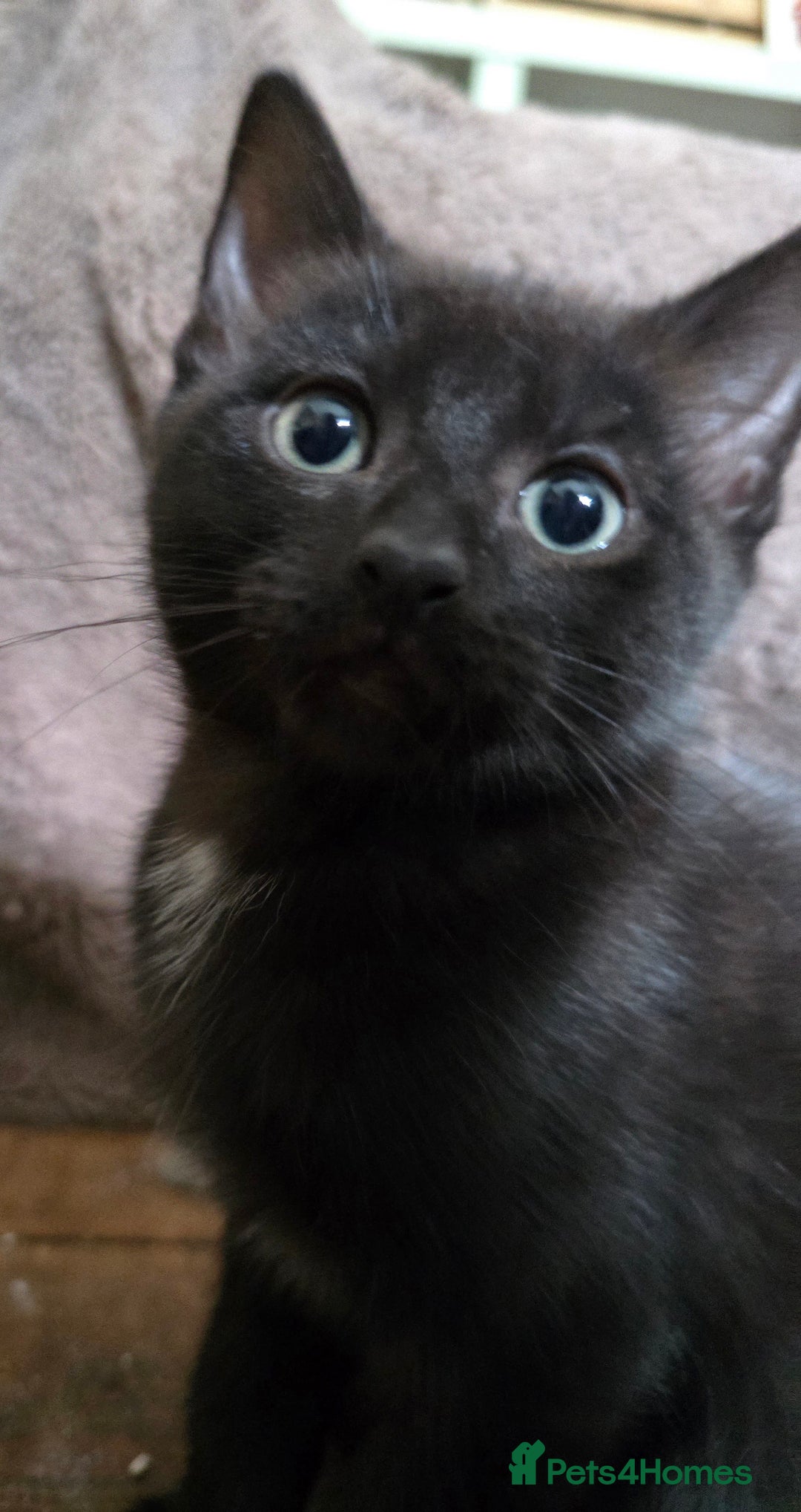 Ragdoll cats for sale: Beautiful black & white Ragdoll X kittens - Image 1
