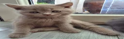 British Shorthair cats for sale: British shorthair kittens  - Advert 28