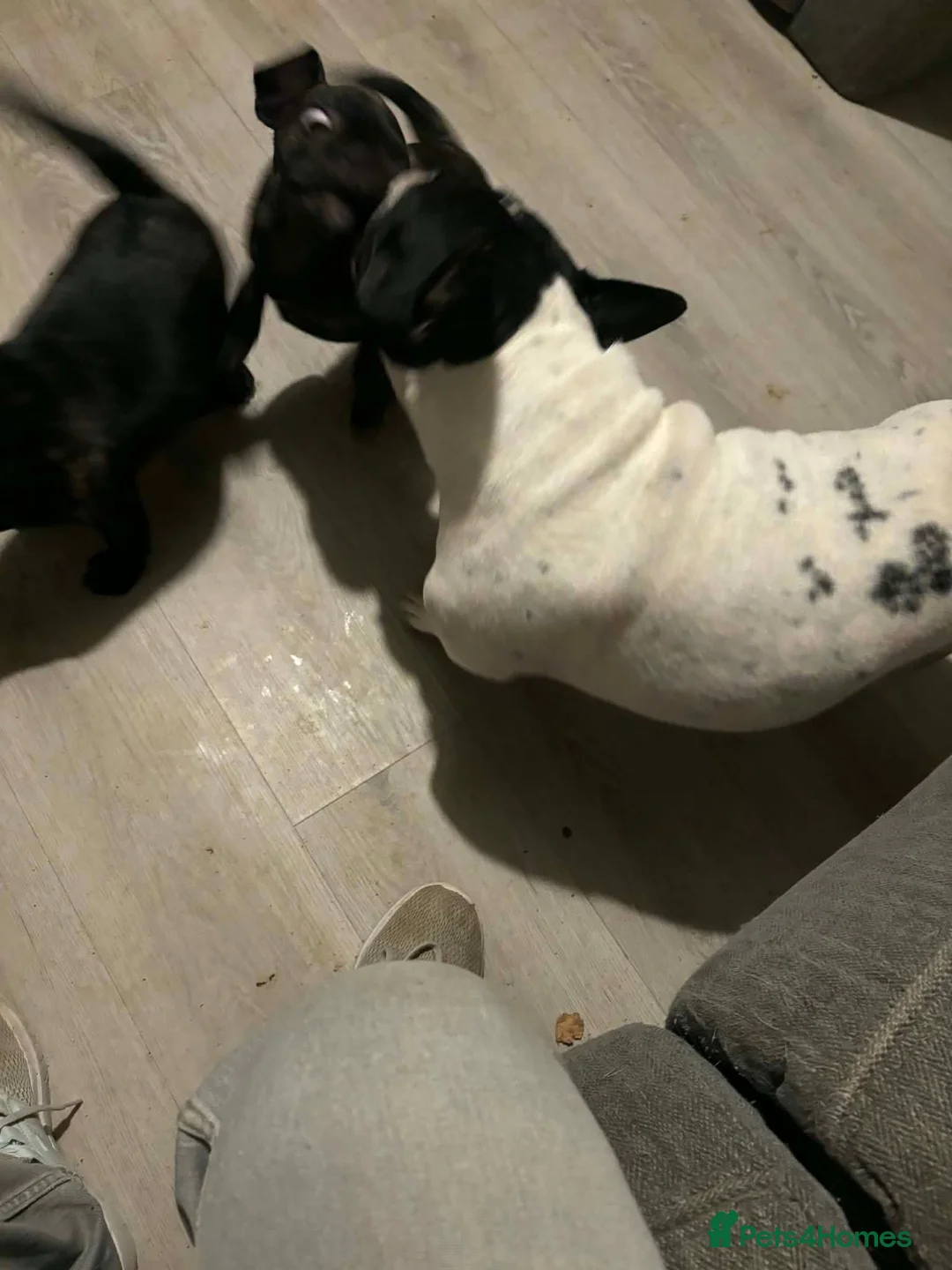 Frug dogs for sale: 3 Frugs looking for a Forever Home in Rugby - Advert 1