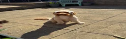 Cockapoo dogs for stud: Bobby in Preston - Advert 3