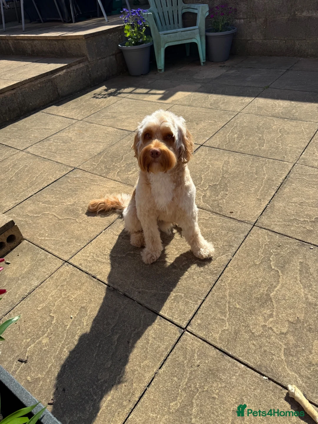 Cockapoo dogs for stud: Bobby in Preston - Advert 3