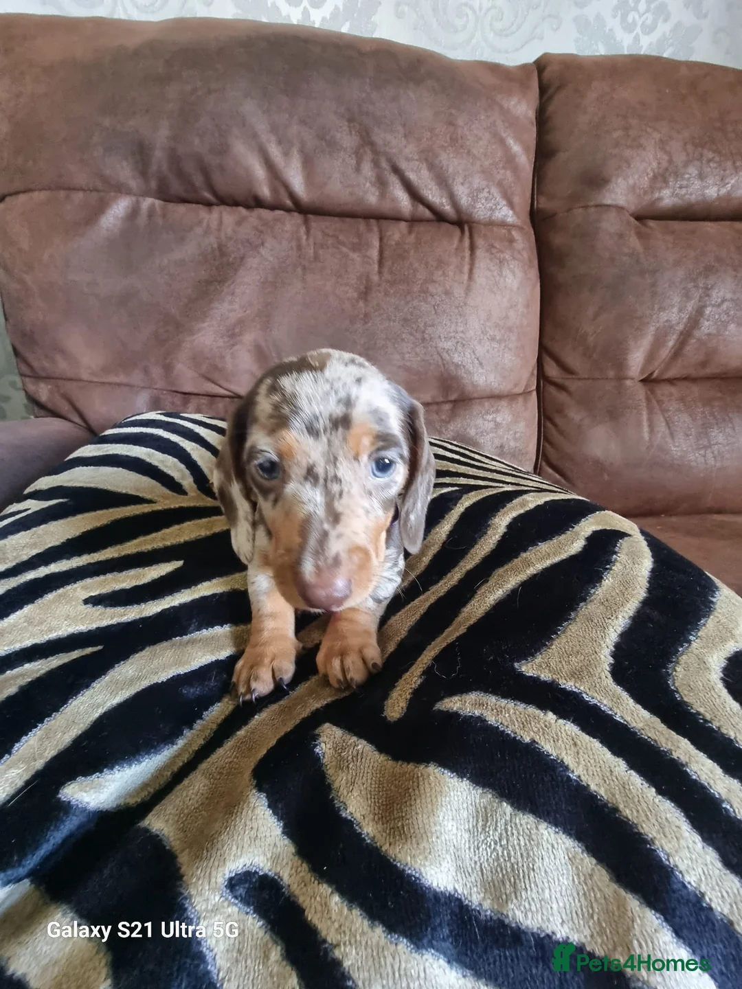 Miniature Dachshund dogs for sale: Miniature dachshund  - Advert 26