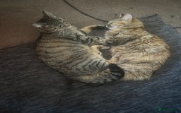 Mixed Breed cats for sale: Female Kittens - Image 1