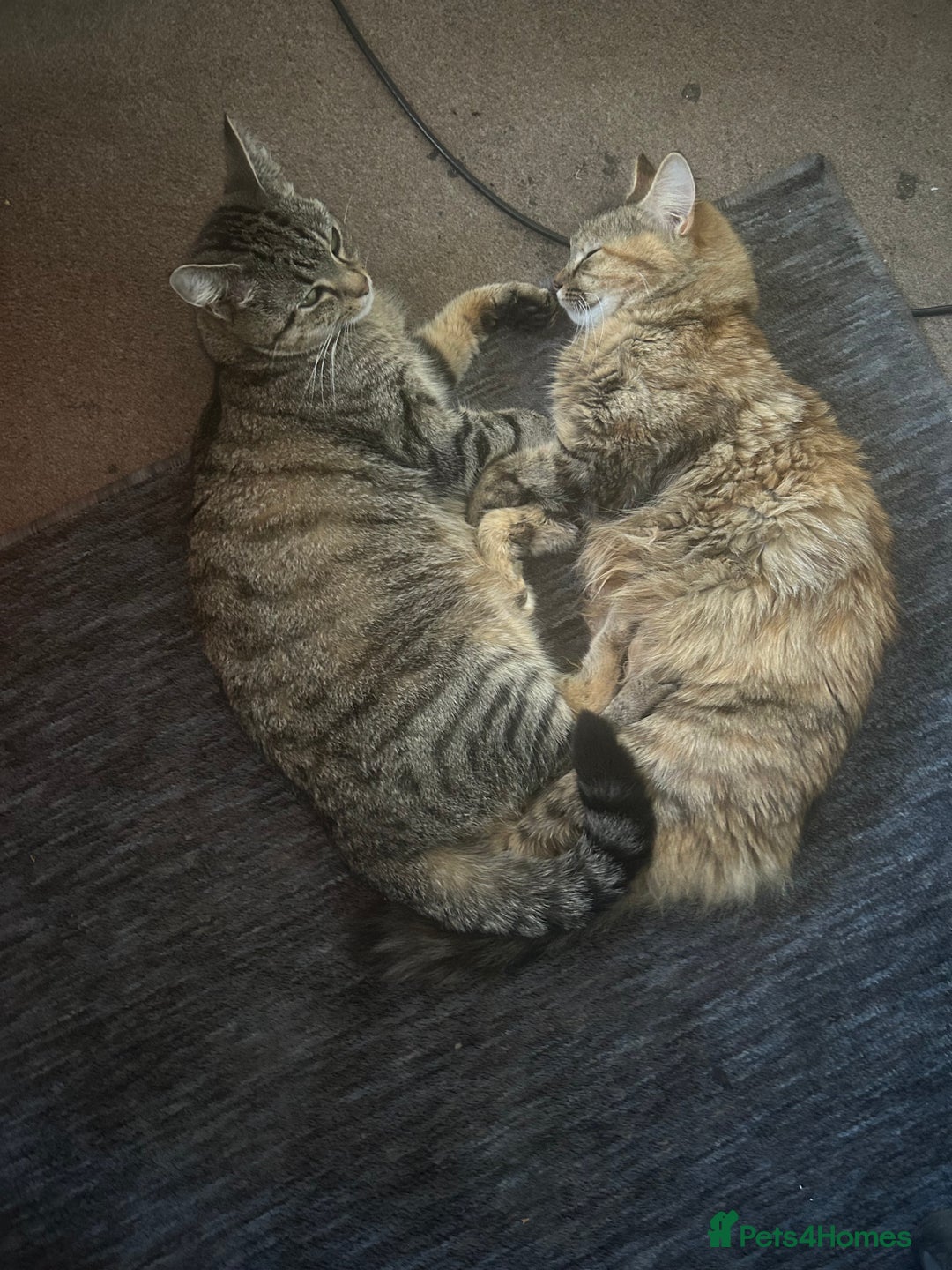 Mixed Breed cats for sale: Female Kittens - Image 1