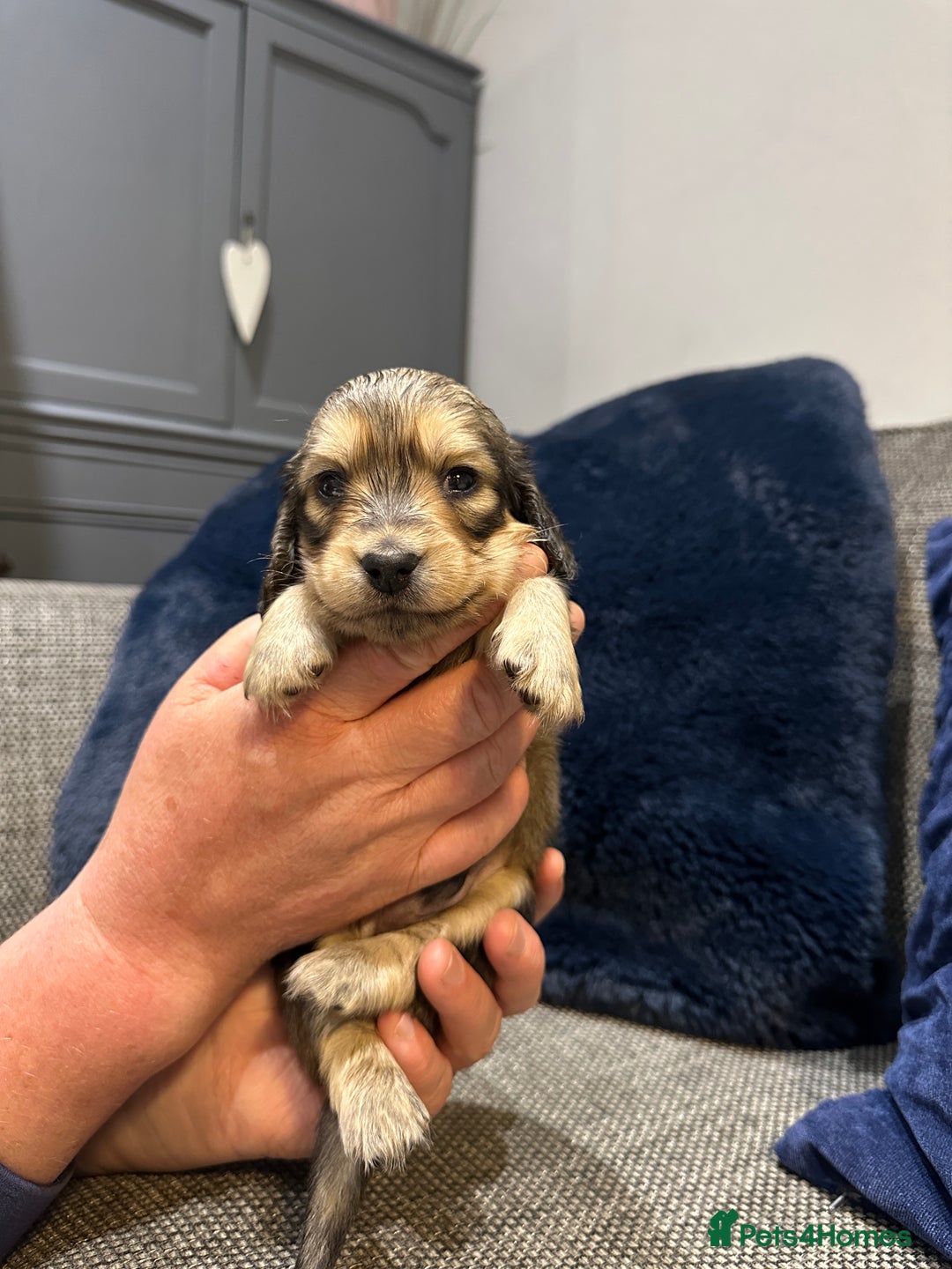 Dachshund dogs for sale: Longhaired miniature daschunds for sale - Image 13