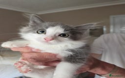 Ragdoll cats for sale: Ragdoll cross Somali kittens  - Image 8